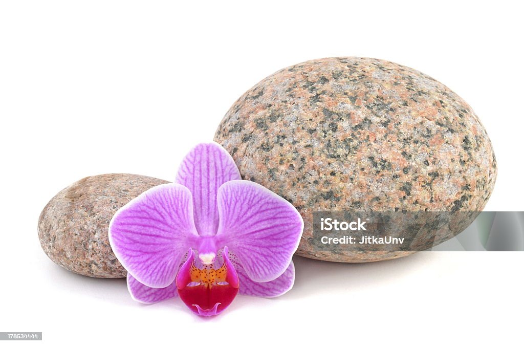 Orquídea rosa e pedras - Royalty-free Beleza natural Foto de stock