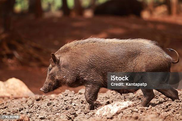 Photo libre de droit de Sanglier banque d'images et plus d'images libres de droit de Animal femelle - Animal femelle, Animal mâle, Animaux à l'état sauvage