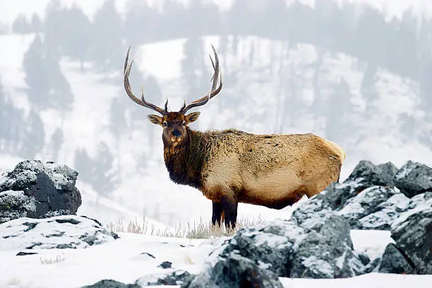 "On a cold winter morning, a bull elk poses for his portrait in Yellowstone.."