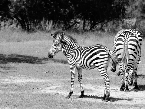 A herd of zebras grazing on a grassy African savannah