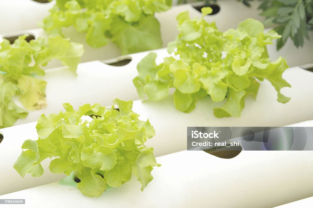 Hydrokultur Gemüsegarten - Lizenzfrei Agrarbetrieb Stock-Foto