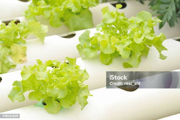 Hydrokultur Gemüsegarten Stockfoto und mehr Bilder von Agrarbetrieb - Agrarbetrieb, Asien, Bildhintergrund