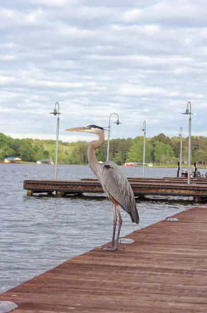 Blue Heron Standing on Pier Waiting for Fish, Lake Tyler in Rural East TX