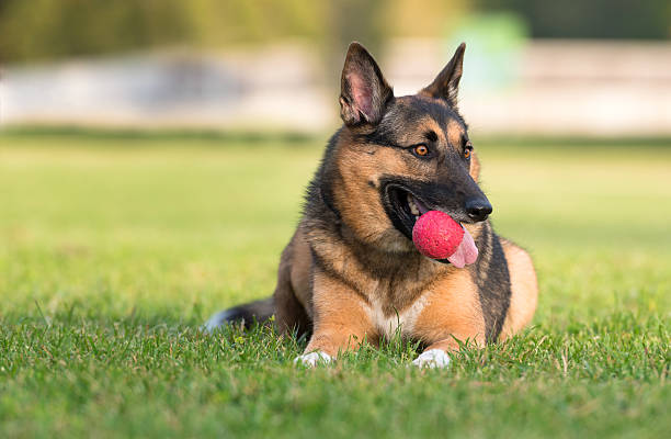 istock German Shepherd dog poses with a ball in his mouth 178535027
