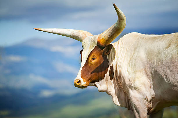 watusi 牛(アンコール-watusi ) - texas longhorn cattle horned bull long ストックフォトと画像