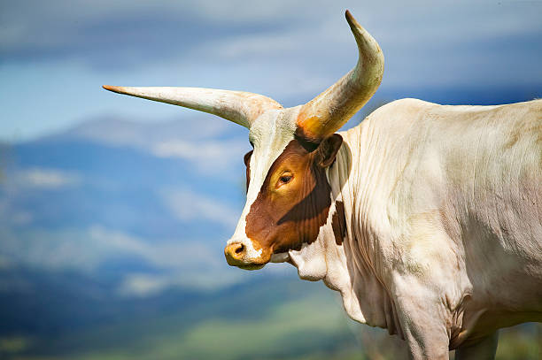 vaca watusi ankole watusi (-) - bull texas longhorn cattle horned white - fotografias e filmes do acervo