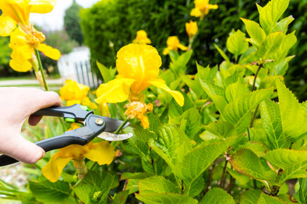 istock Withered yellow lily in garden 1785350501