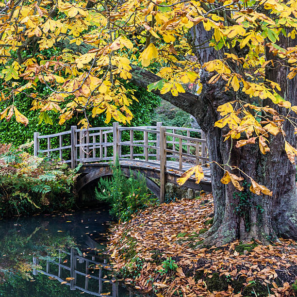 ippocastano - autumn branch exbury exbury gardens foto e immagini stock