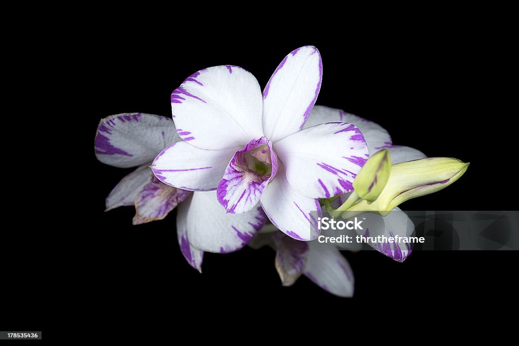 Orchid Híbrido-Dendrobium Enobi roxo (Fundo preto) - Foto de stock de Alimento Transgênico royalty-free