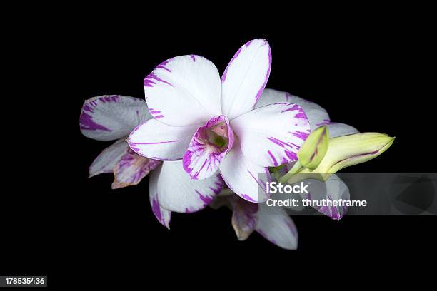 Foto de Orchid Híbridodendrobium Enobi Roxo e mais fotos de stock de Alimento Transgênico - Alimento Transgênico, Borrifo, Branco