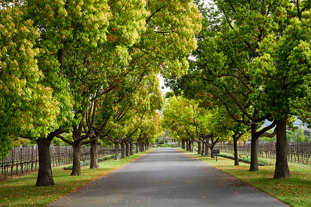 napa primavera alberi - peju foto e immagini stock