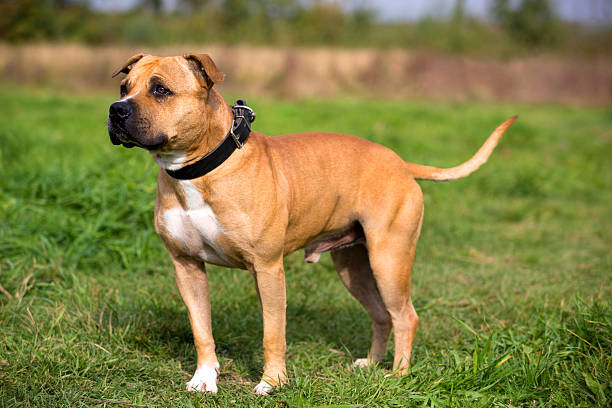 Staffordshire Bull Terrier standis against summer meadow Staffordshire Bull Terrier standis against summer meadow bull terrier stock pictures, royalty-free photos & images