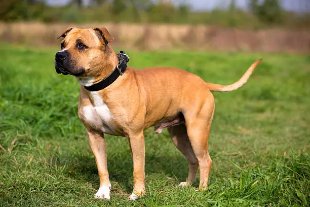 Staffordshire Bull Terrier standis against summer meadow