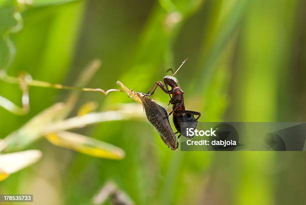 Himacerus Mirmicoides 갈색에 대한 스톡 사진 및 기타 이미지 - 갈색, 곤충, 꼬투리