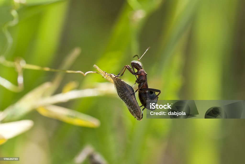 Himacerus mirmicoides - Zbiór zdjęć royalty-free (Bliskie zbliżenie)