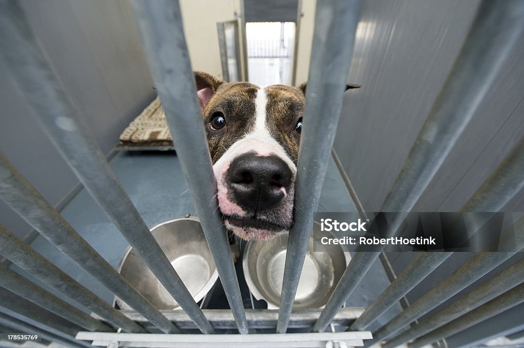 Animal shelter Homeless dog behind bars in an animal shelter Sheltering Stock Photo