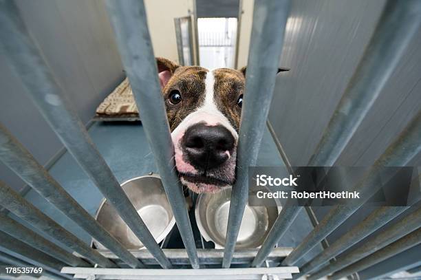 Animal Shelter Stock Photo - Download Image Now - Sheltering, Dog, Pets