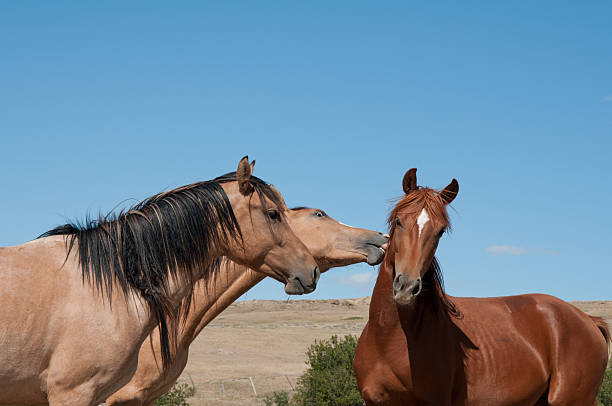Young Spanish Mustangs Bachelor Stallions at Play stock photo