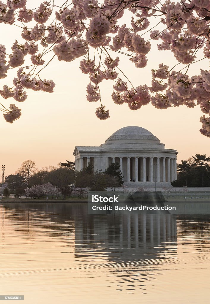 Kwiat wiśni i Jefferson Memorial w sunrise - Zbiór zdjęć royalty-free (Architektura)