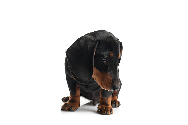 perro tejonero retrato - dachshund dog sadness sitting fotografías e imágenes de stock