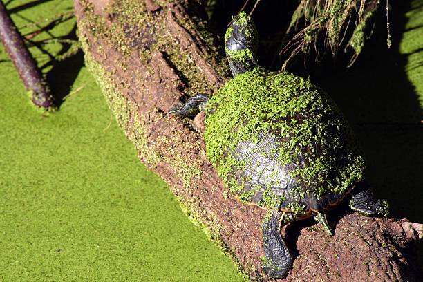 Duckweed covered turtle stock photo