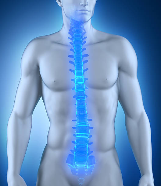 istock Human spine anatomy anterior view 178535975