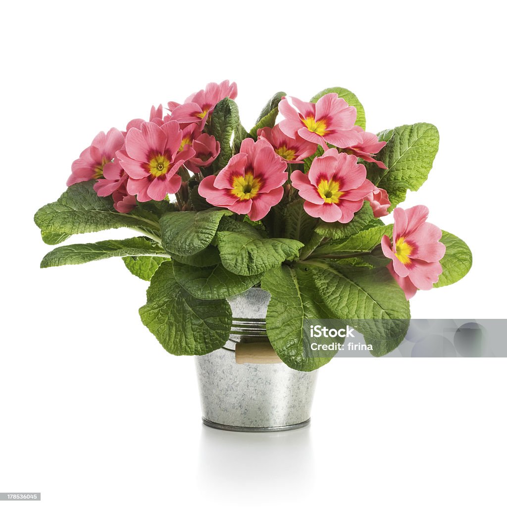 Pink Primroses Pink primroses in small metal bucket on white background Flower Stock Photo