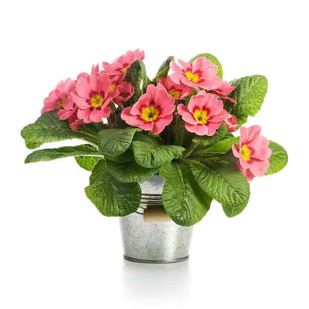 Pink primroses in small metal bucket on white background