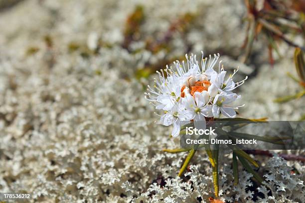 Rhododendron Tomentosum Stockfoto und mehr Bilder von Blatt - Pflanzenbestandteile - Blatt - Pflanzenbestandteile, Blume, Flechte