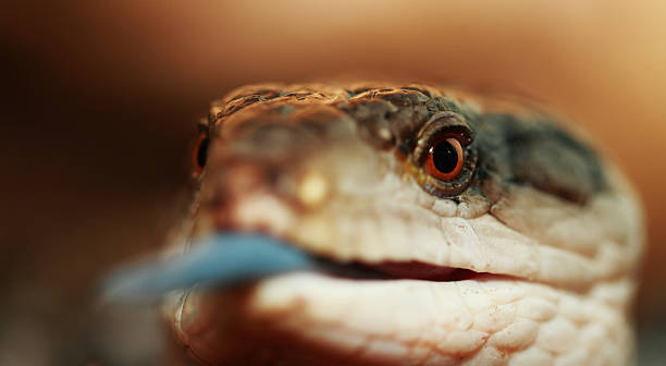 istock Blue tongued Skink 178536236