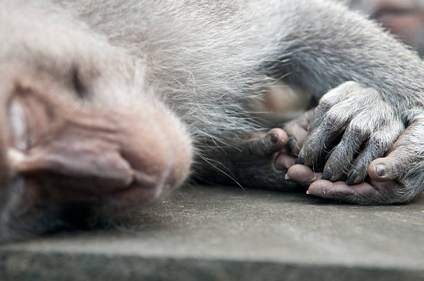istock long tailed macaque sleeps and hands are in-focus 178536307