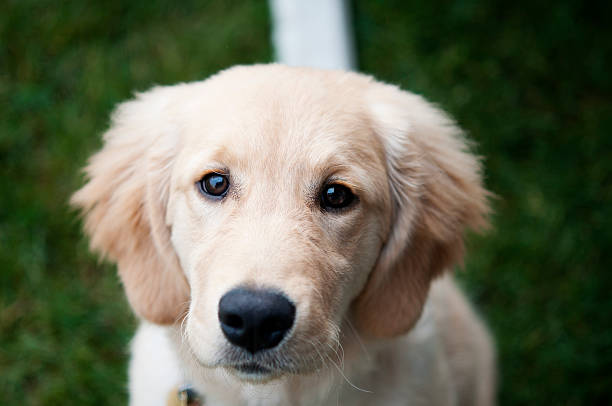 istock Golden Retriever Puppy 178536563