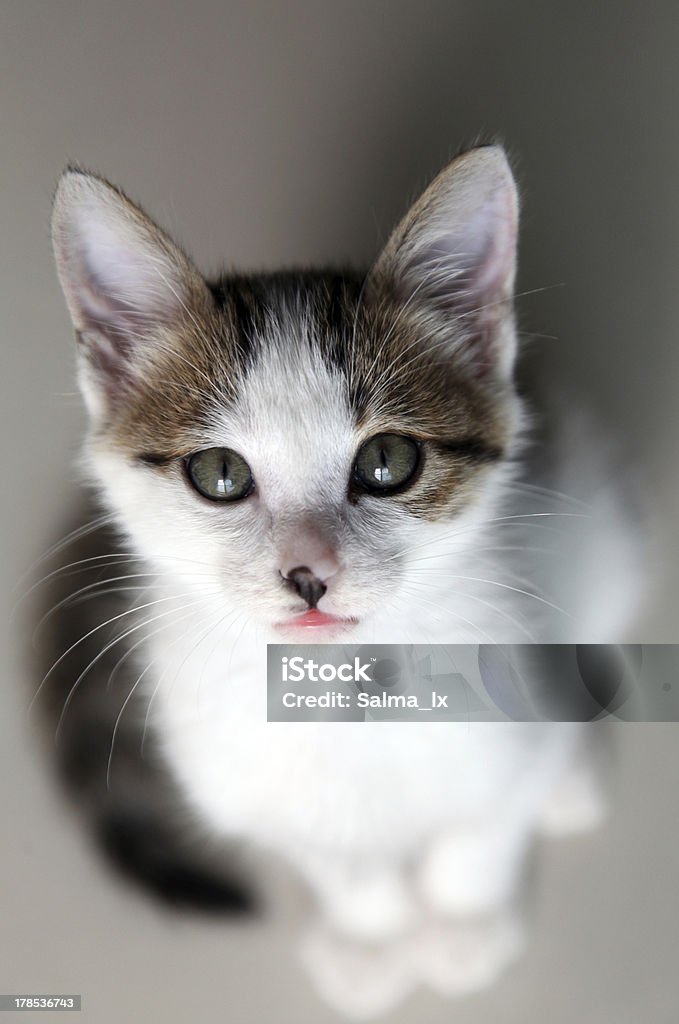 고양이 새끼 클로즈업 - 로열티 프리 가축 스톡 사진