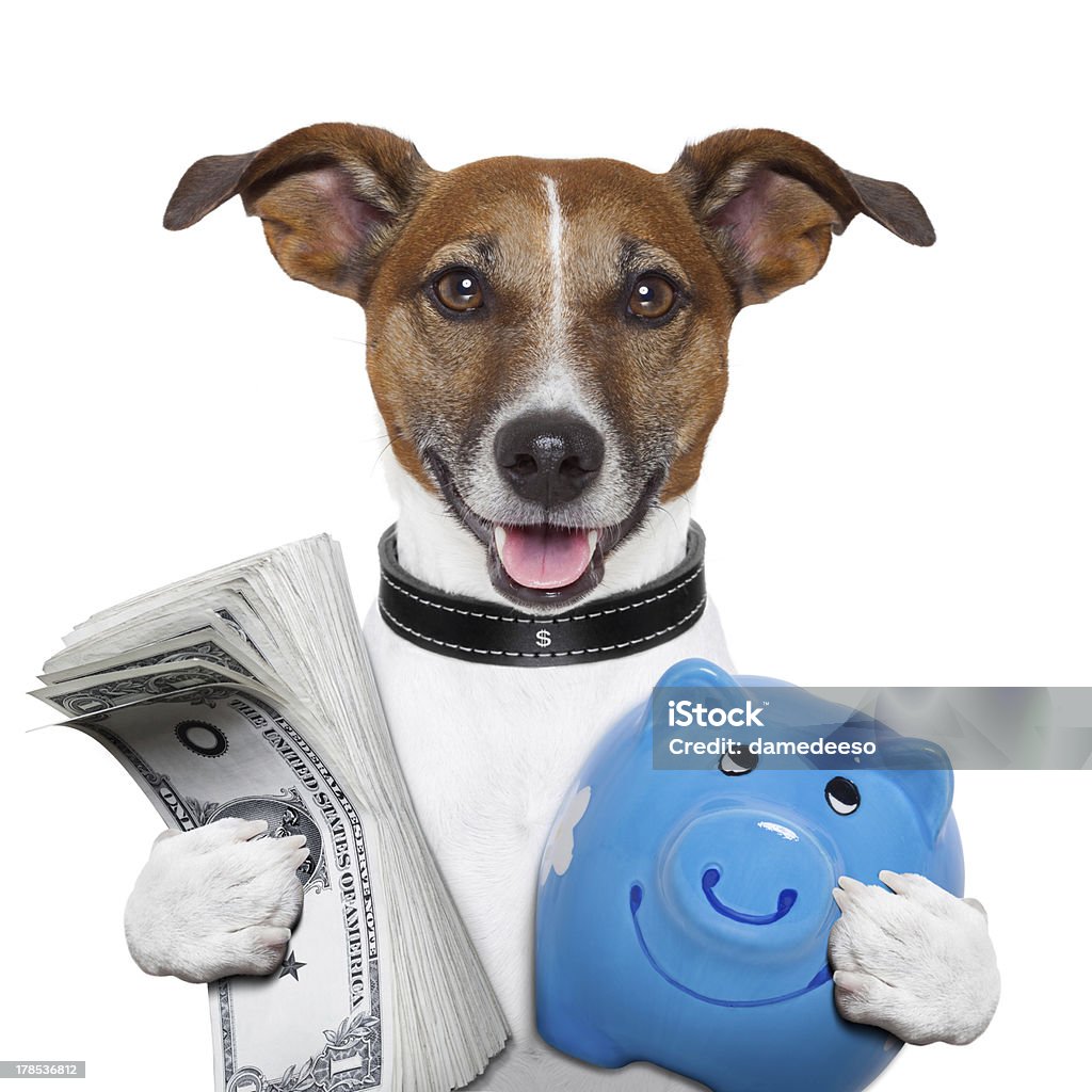 money dog money dog holding a blue piggybank Currency Stock Photo