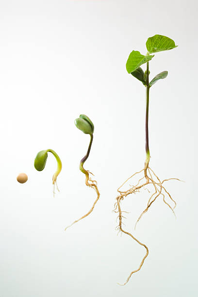 Soybean seedlings in various stages of growth