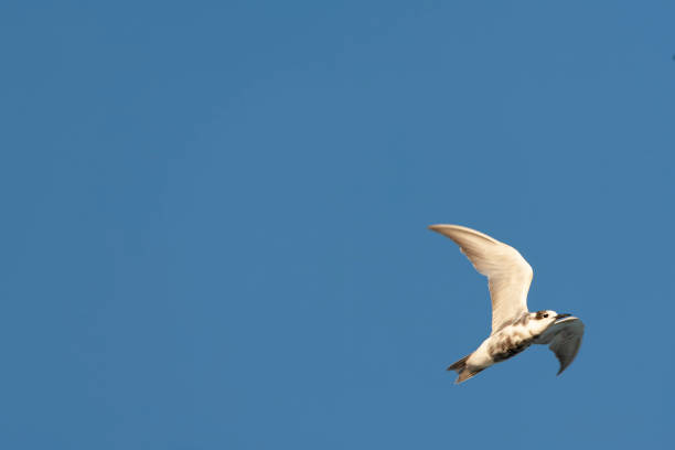istock Black Tern, Chlidonias niger 1785368590