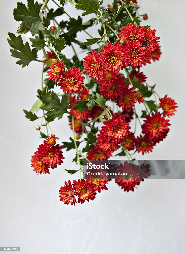 red  chrysanthemum the colorful red  Chrysanthemum opening on white background Beauty Stock Photo