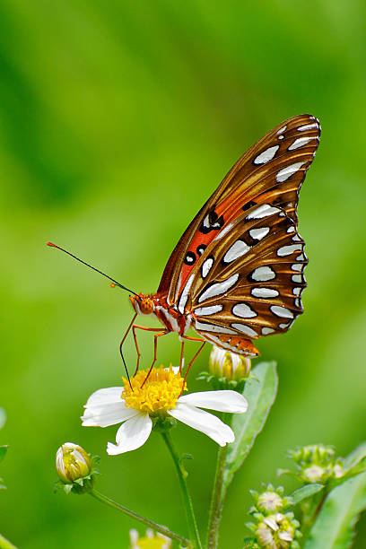 Gulf Fritillary Feeding on White Flower 2
