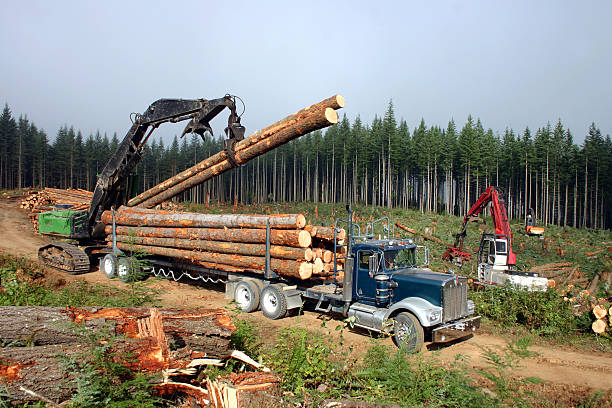 Logging machines grabbing logs and putting them on the truck Logging machinery and trucks havesting timber  timberland arizona stock pictures, royalty-free photos & images