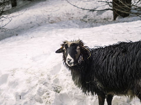 Single black sheep in deep snow, looking towards the camera, organic wool fur