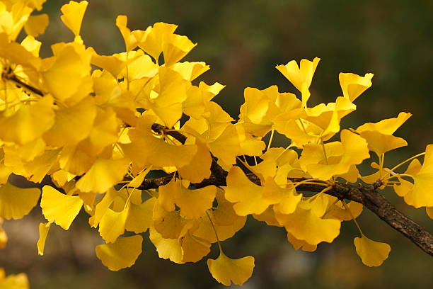 The yellow leaves of a Ginkgo biloba stock photo