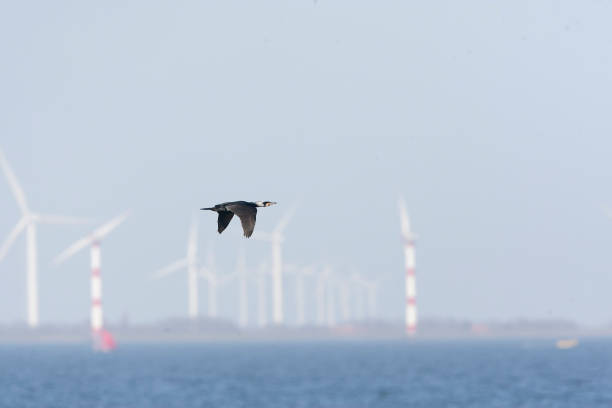 istock Great Cormorant, Phalacrocorax carbo 1785379756