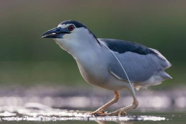 istock Black-crowned Night Heron, Nycticorax nycticorax 1785382022
