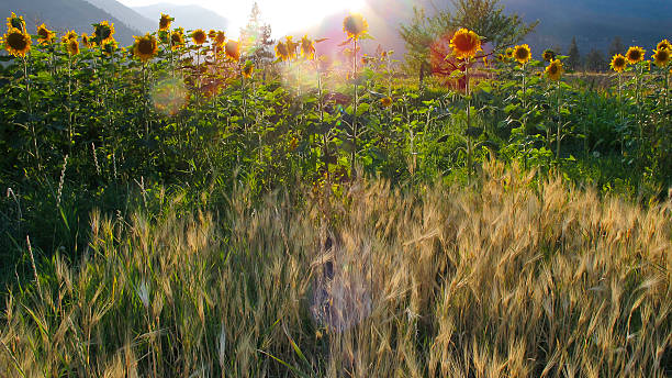 Zachód słońca z słonecznika i żyto pole – zdjęcie