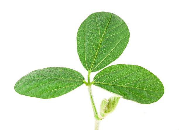 Soy leaf stock photo