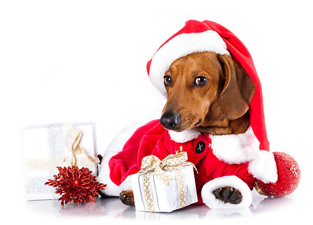 dackel hund trägt eine weihnachtsmann-mütze - christmas dachshund dog pets stock-fotos und bilder