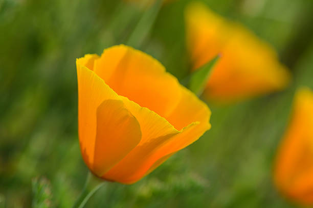 istock Orange Poppy Close Up 178538301
