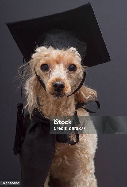 Poodle De Formatura - Fotografias de stock e mais imagens de Animal - Animal, Animal de Estimação, Caniche