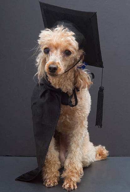 istock Poodle In Graduation Cap and Gown 178538365