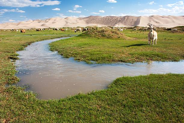 hongoryn els - oasis and dune with goats -Gobi - Mongolia